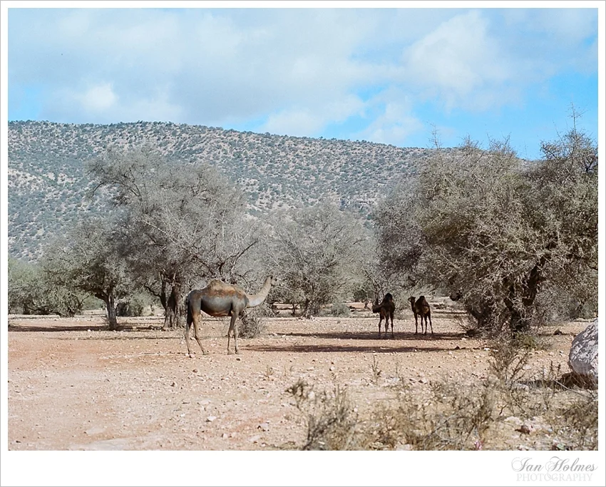 camels in the desert