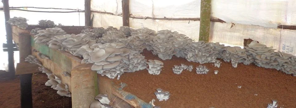 Oyster mushroom production, Kigali Farms, Rwanda