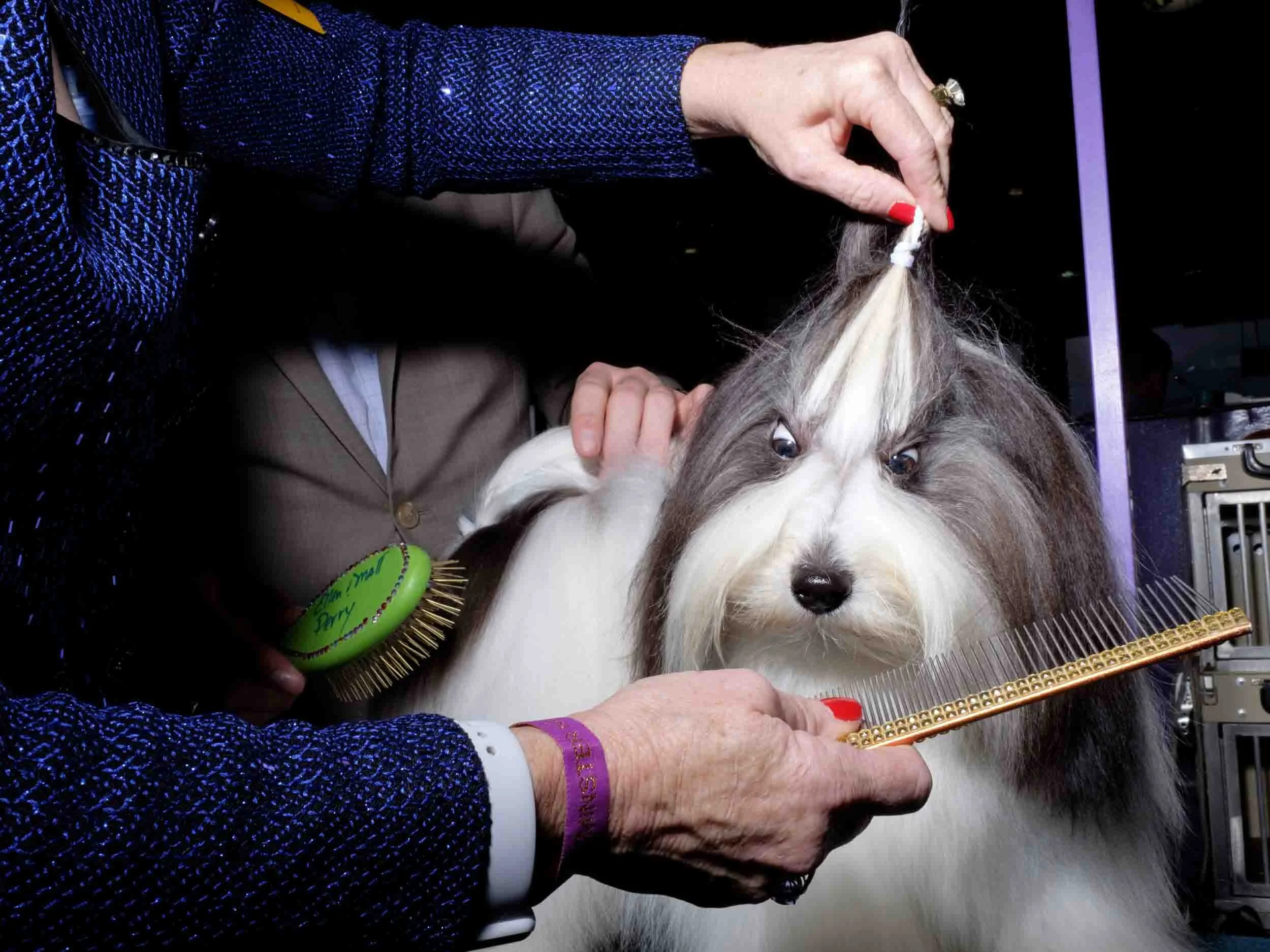 EA_DogShow_200_3.jpg