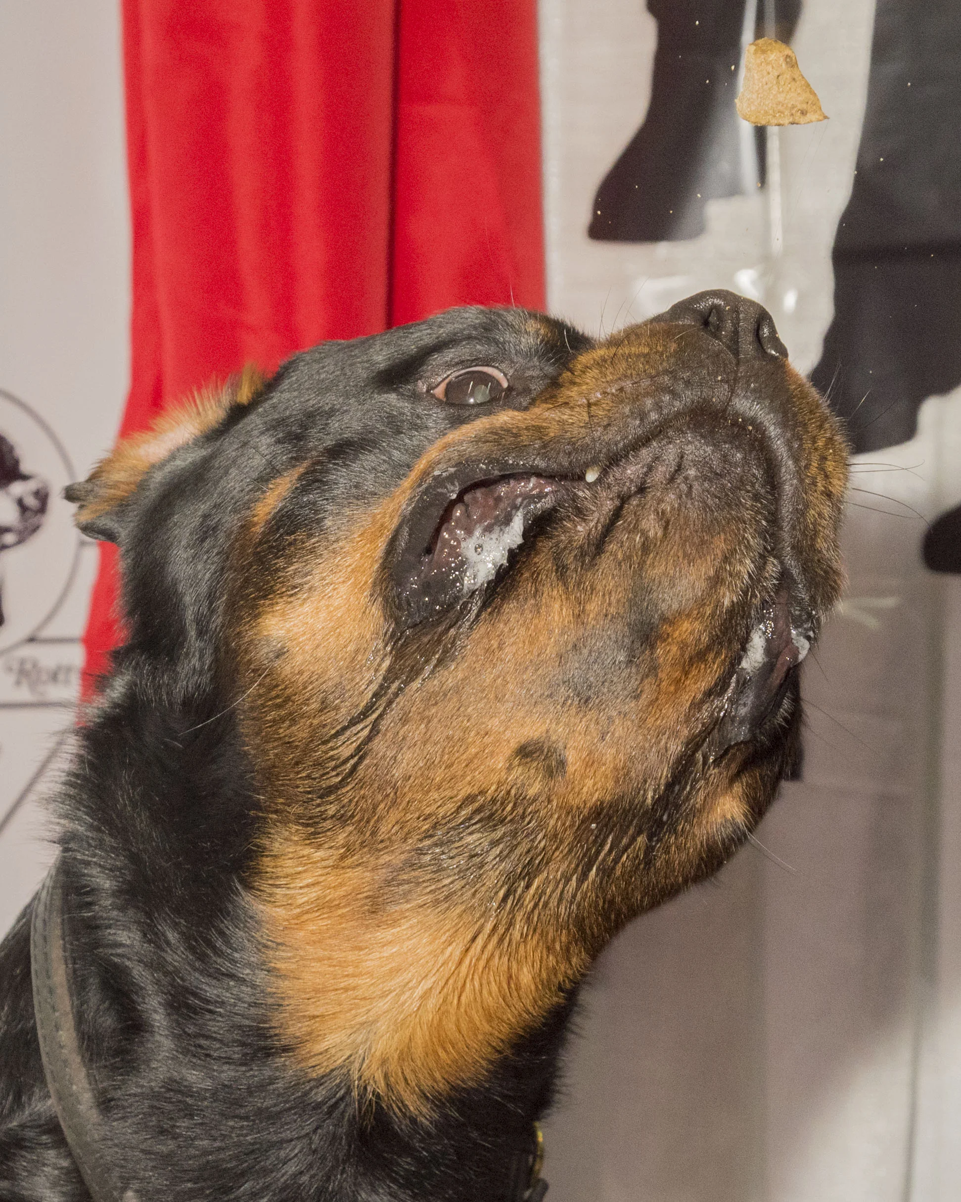 dog_show_jpeg_55.jpg