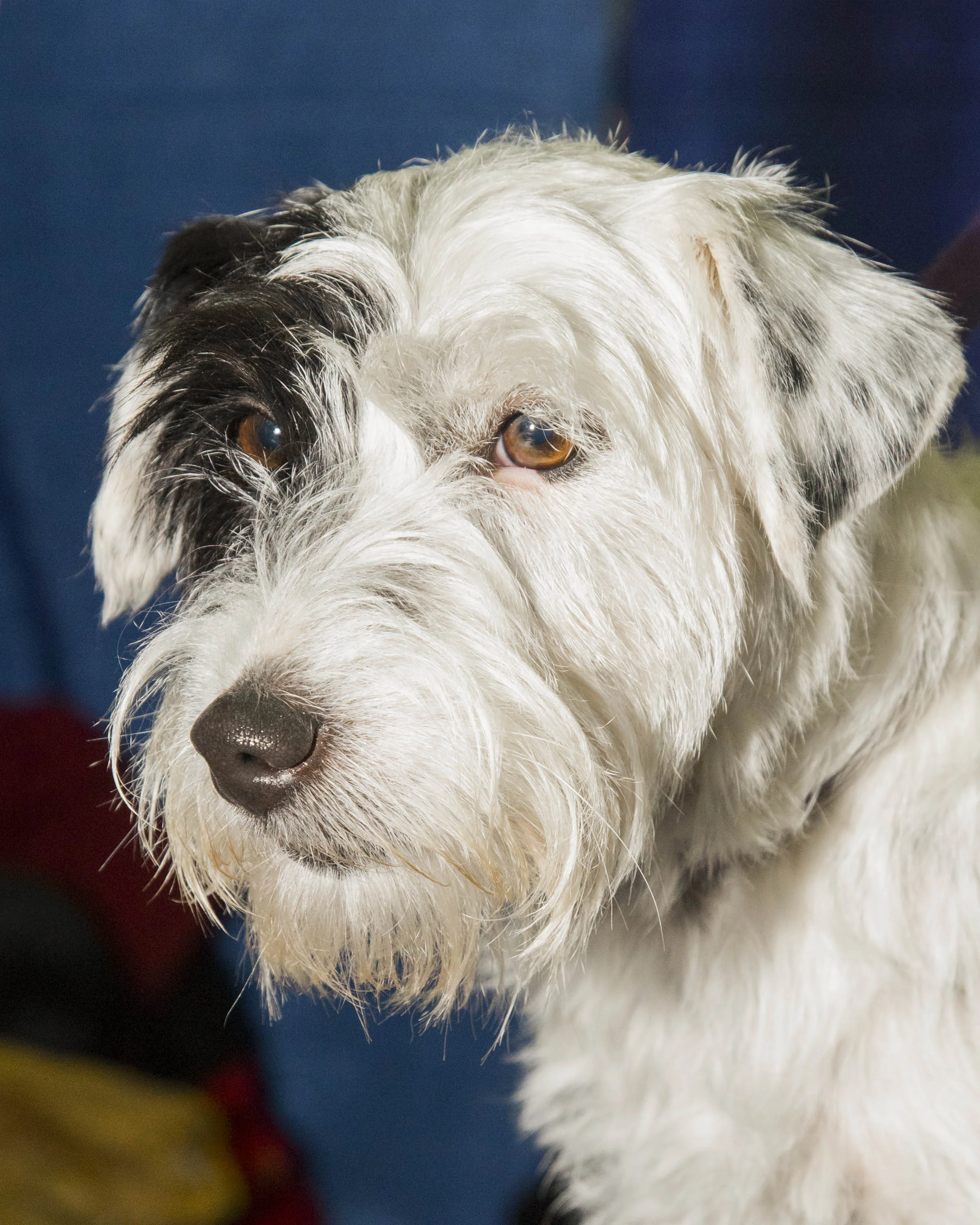 dog_show_jpeg_61.jpg