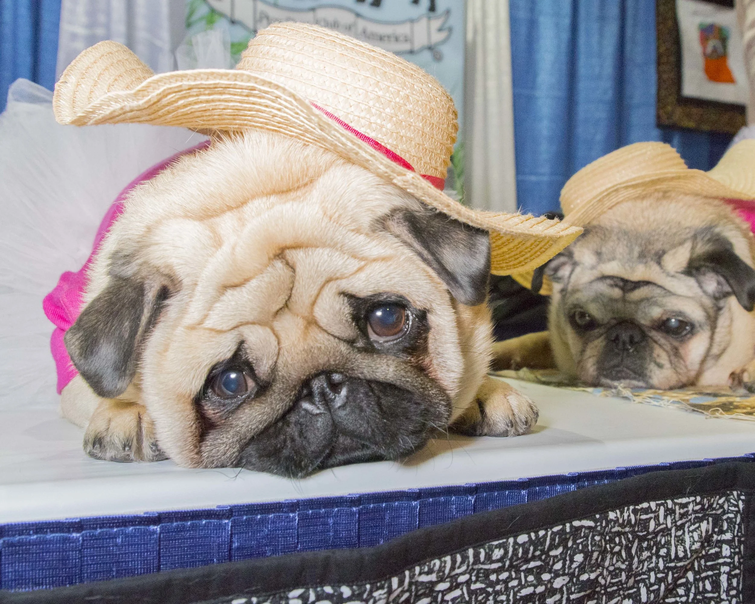 dog_show_jpeg_62.jpg