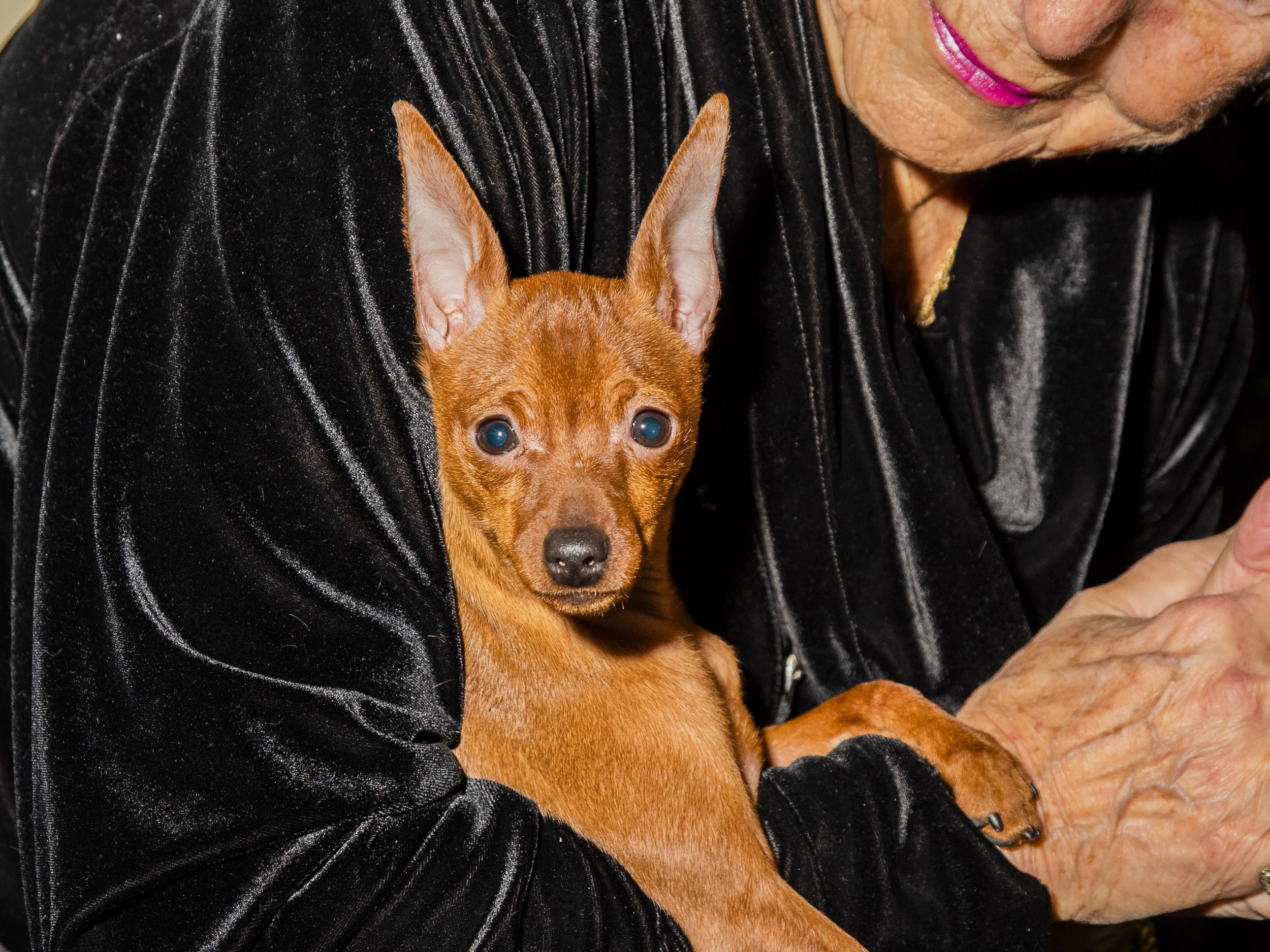 Dog_Show_Web_33.jpg