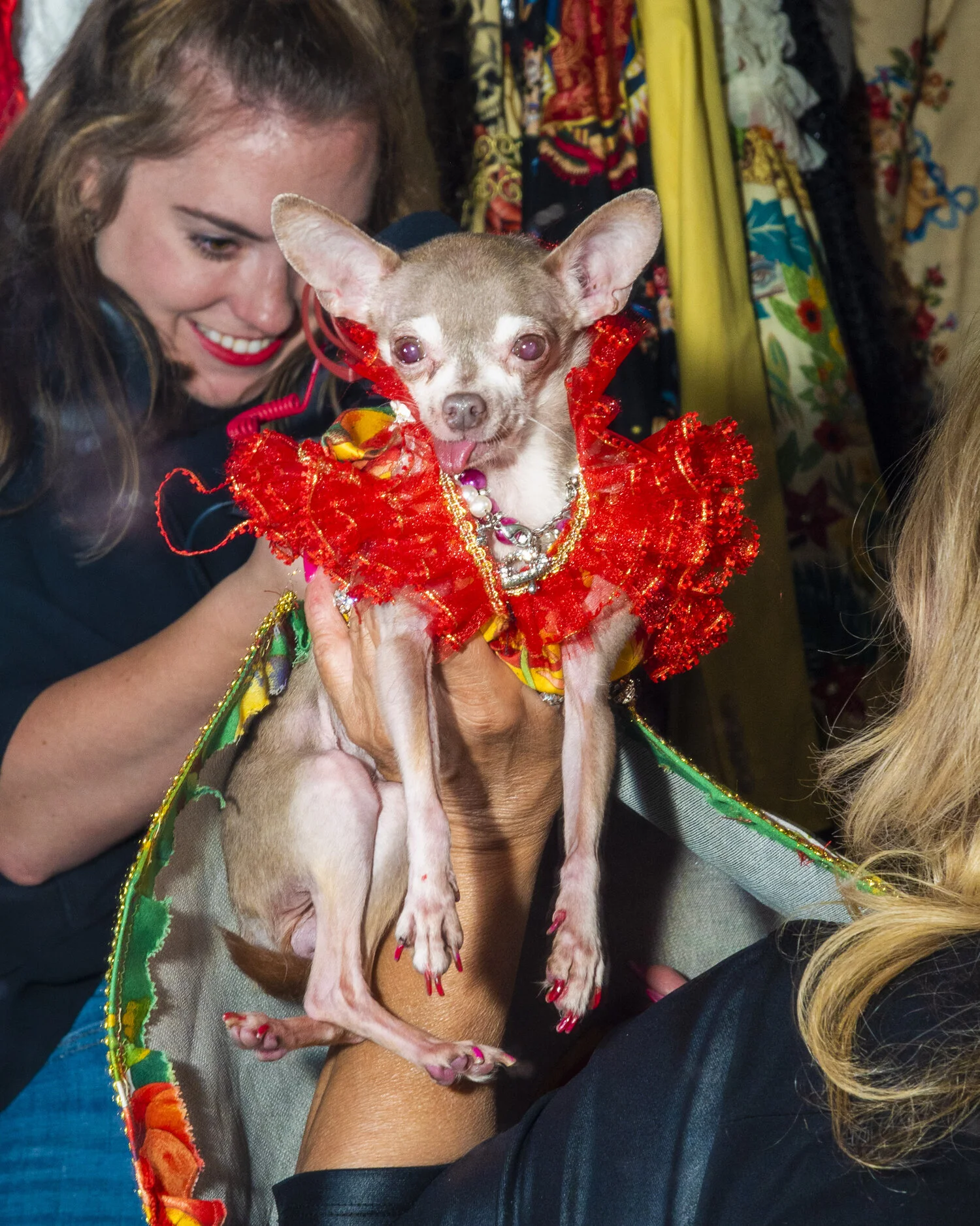 dog_fashion_web_01.jpg