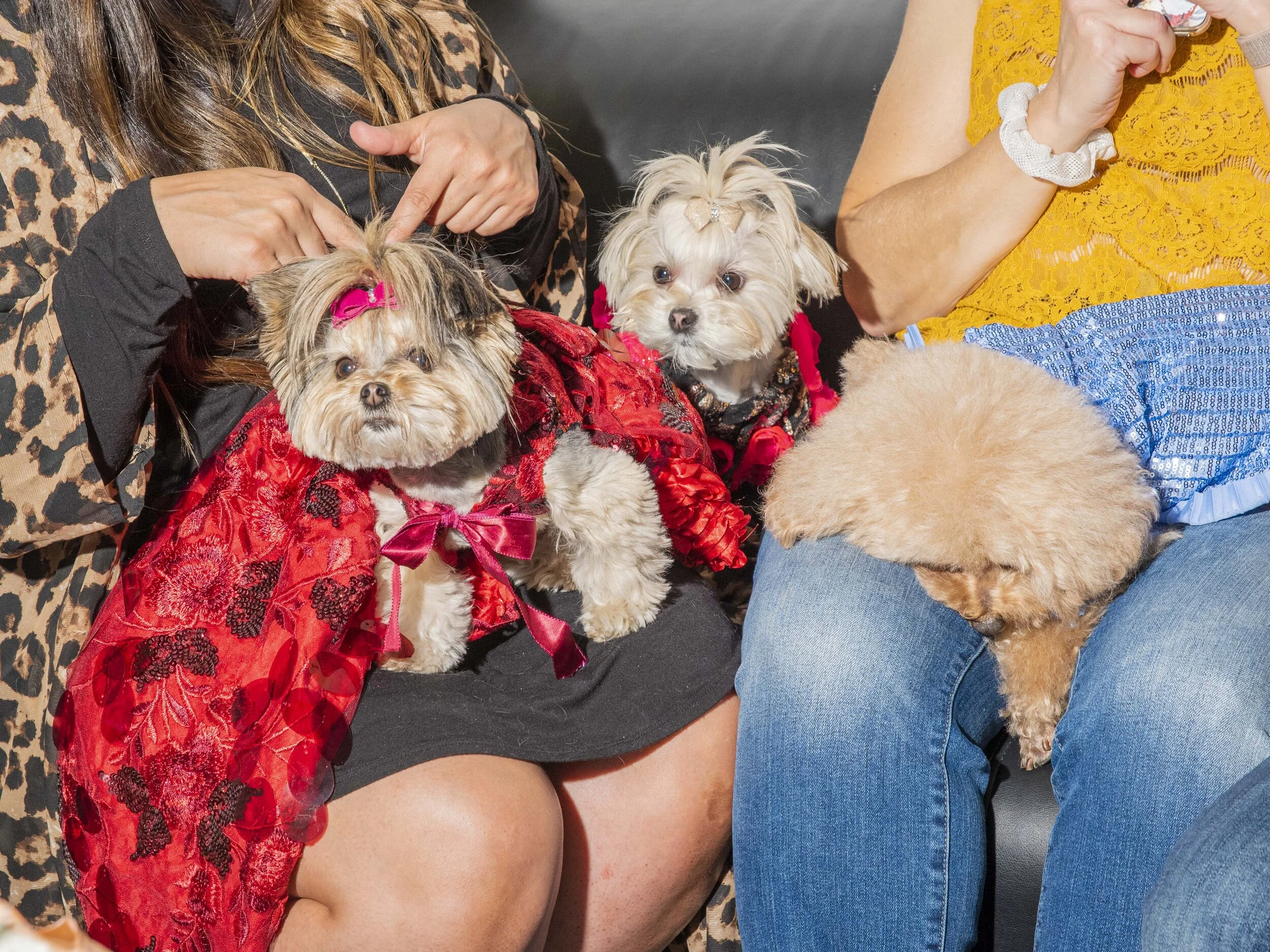 dog_fashion_web_11.jpg