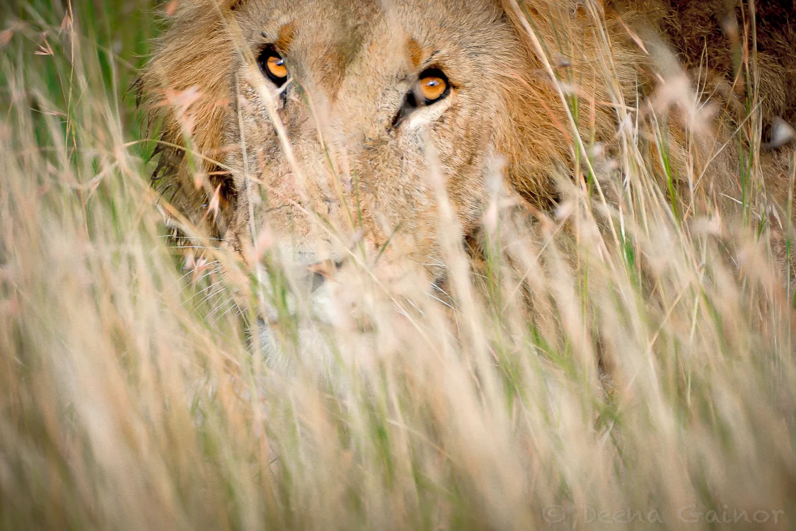 Lion in the Maasai Mara, Kenya, East Africa moments before he attacked an unsuspecting baby water buffalo