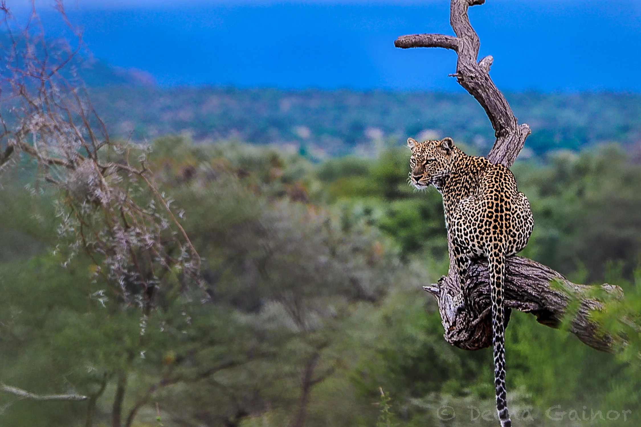 Leopard spotted in Samburu, Kenya