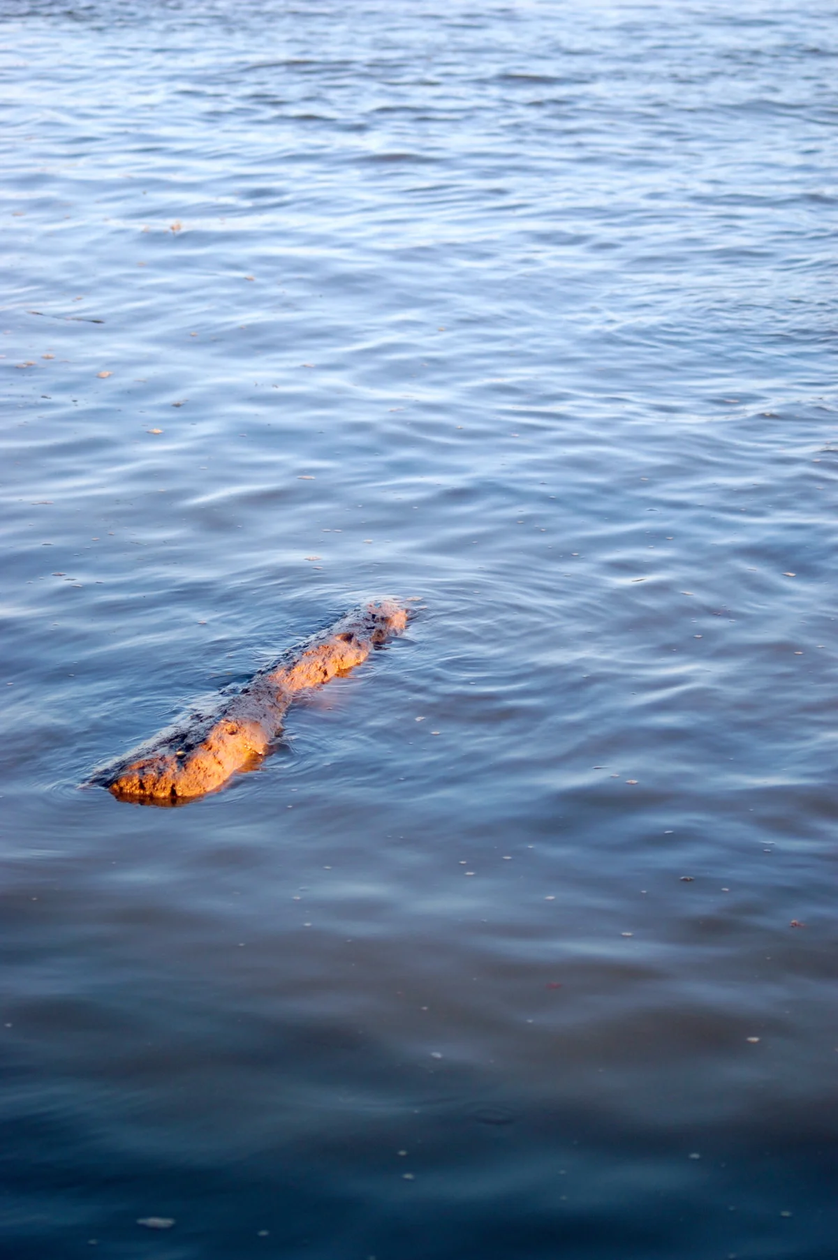 dsc_0873.jpg