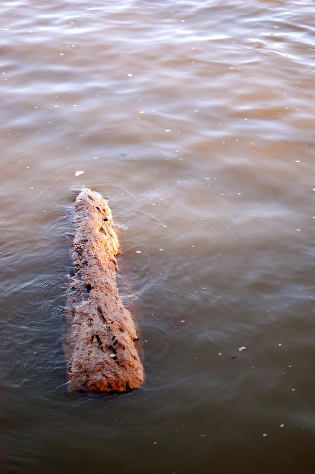 dsc_0872.jpg