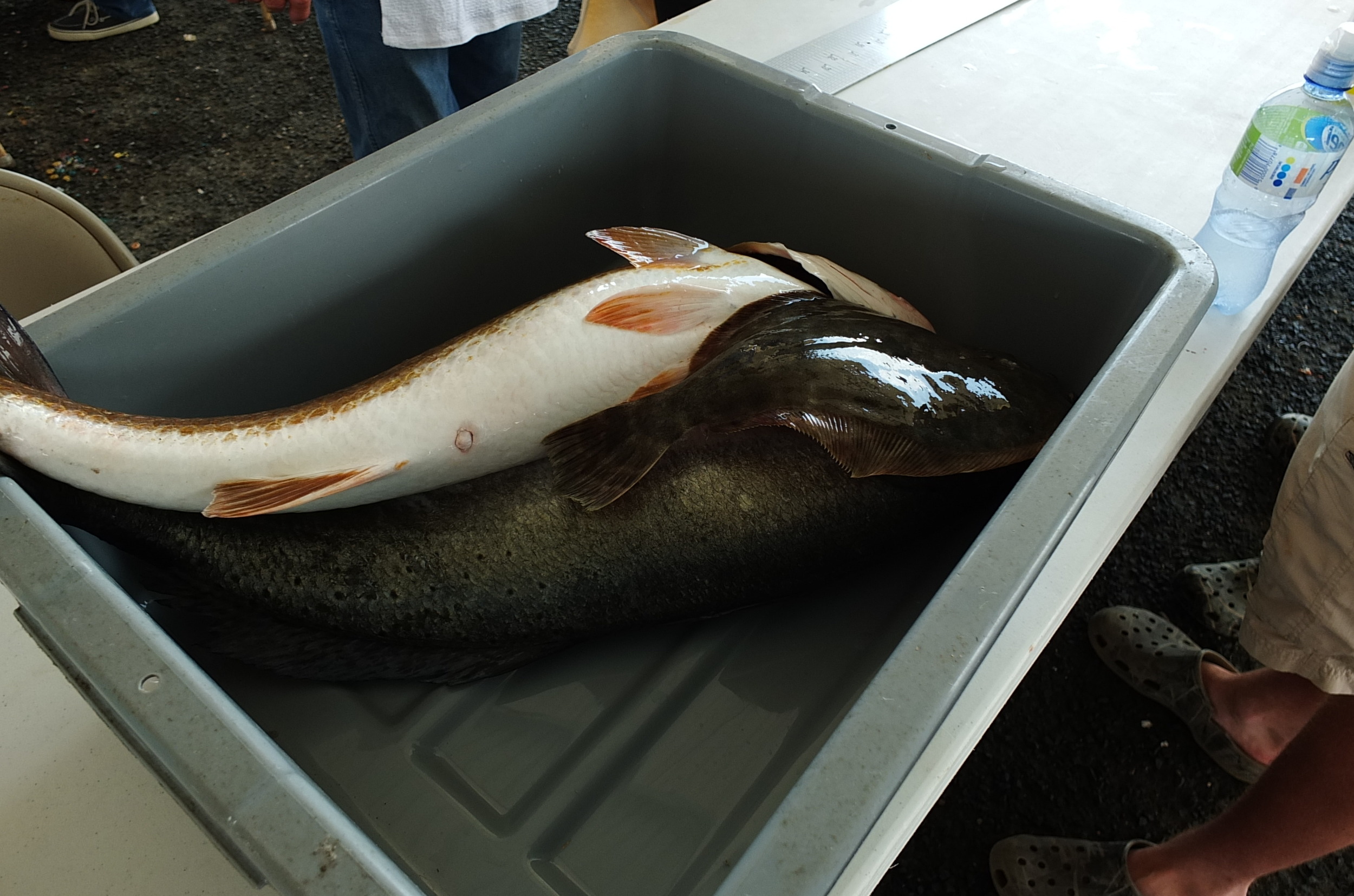 DSCF4293.JPG