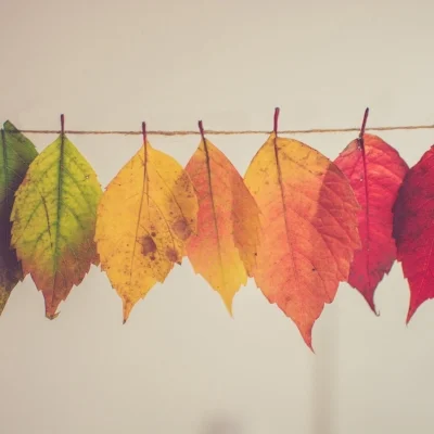 Be like a tree in autumn and let go