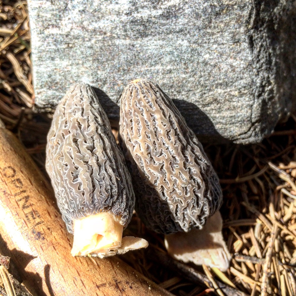 grey morels from a 2015 burn area