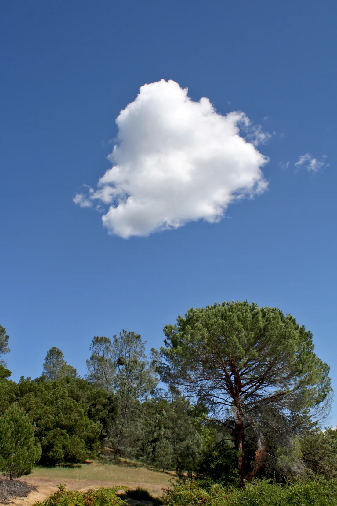 Yoga Retreat in California offers Qi Gong for Health and Longevity