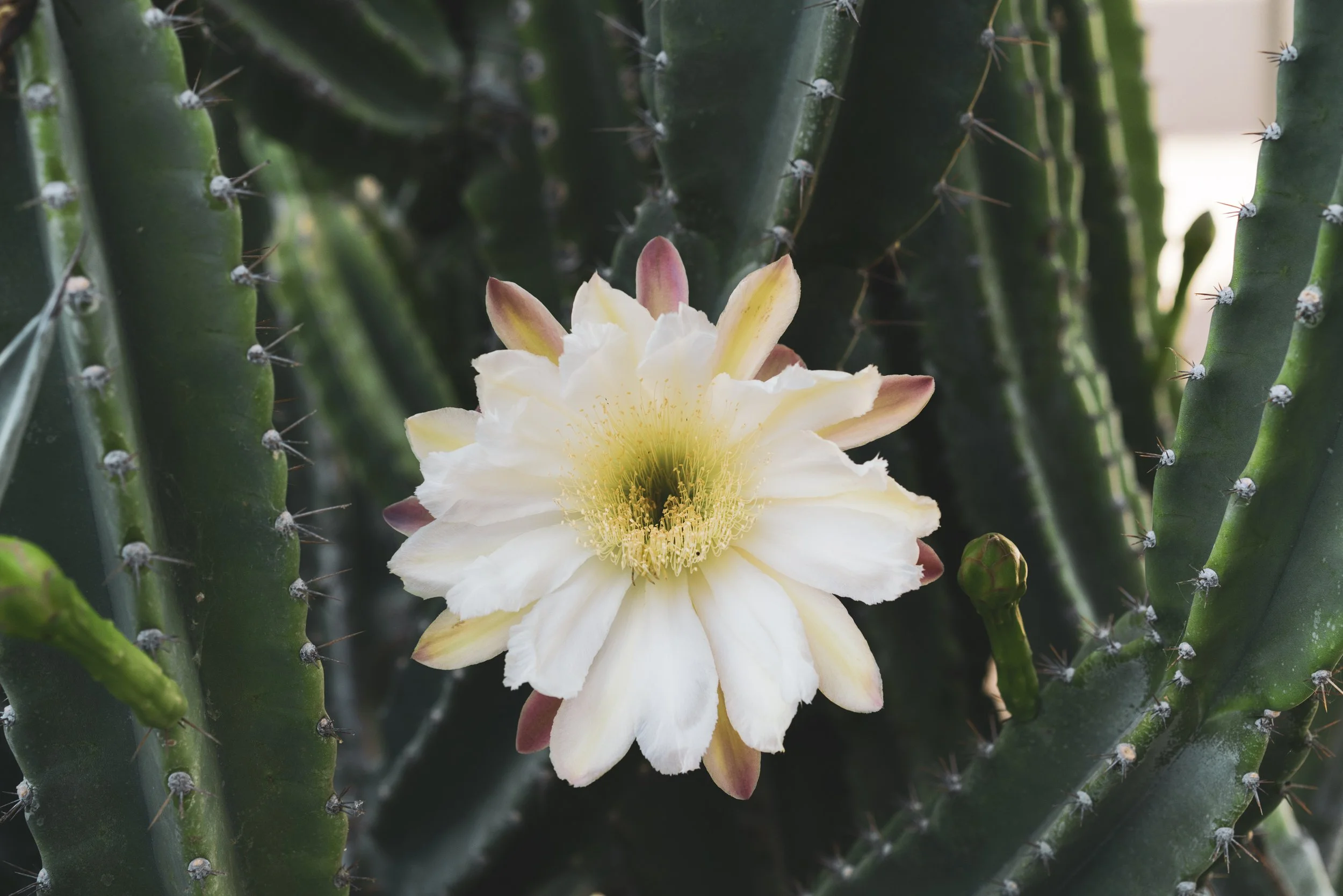 A white cactus flower blooming on a green, spiky cactus plant on Sagrada Wellness. 