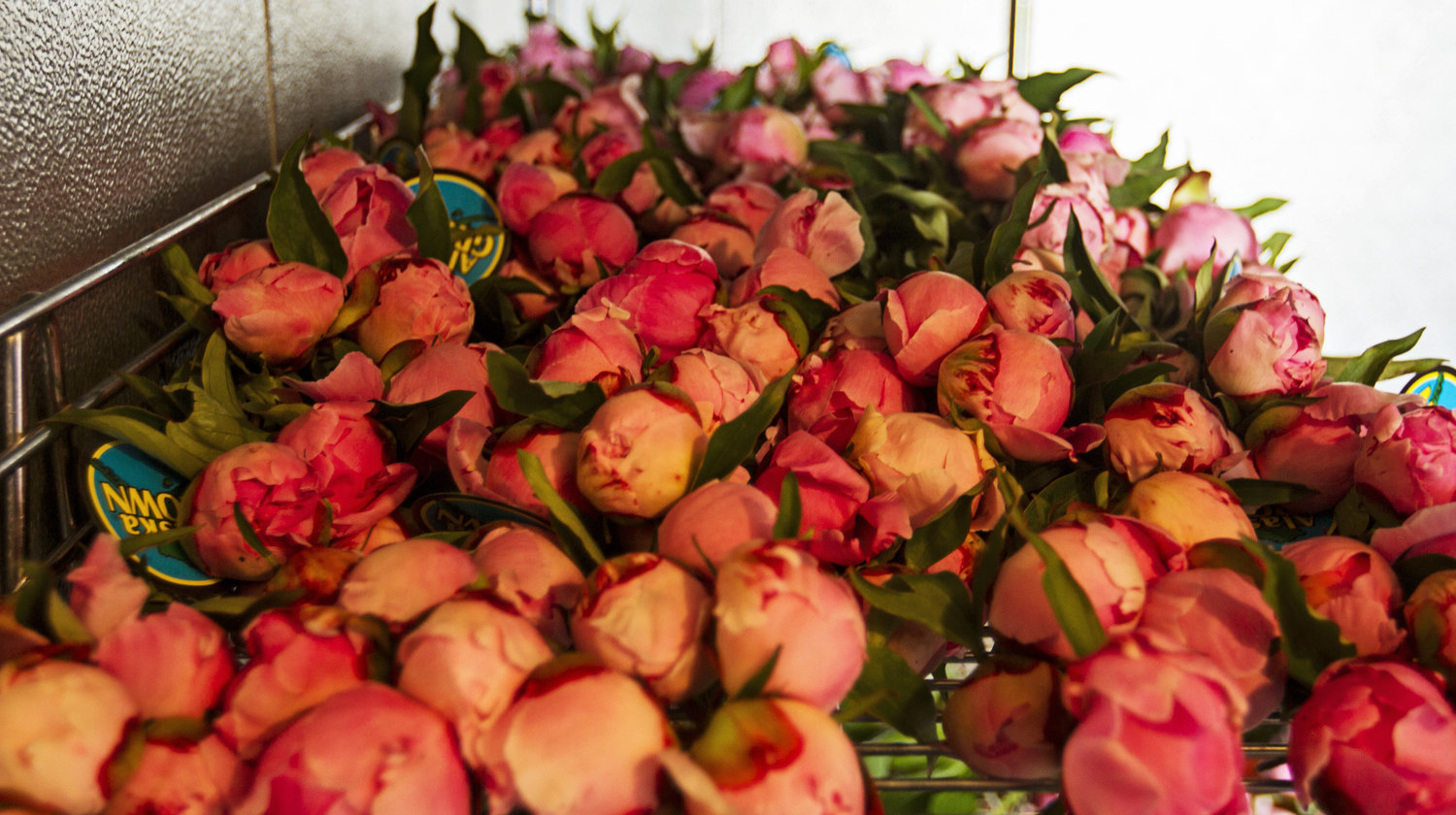 Sorting stems in the packhouse.