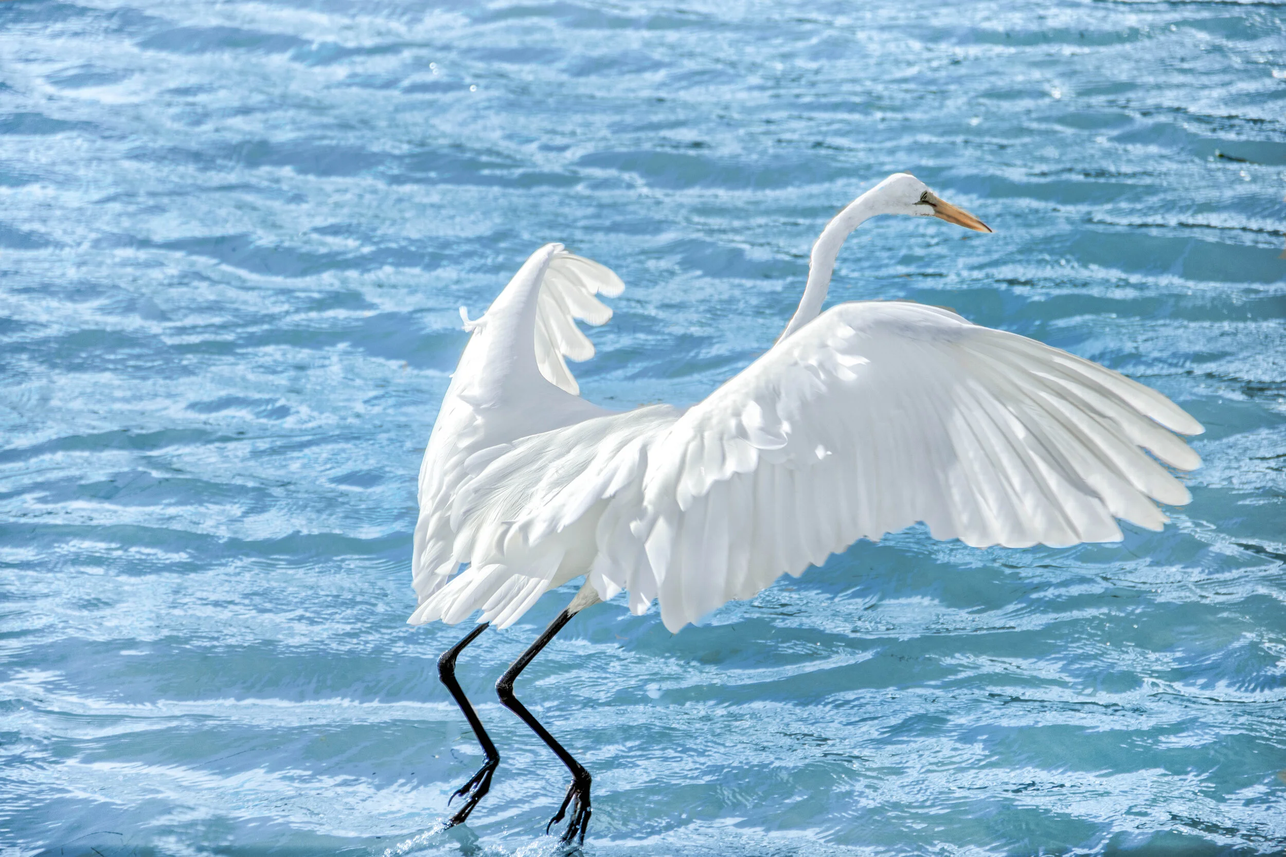 Taking Flight.jpg