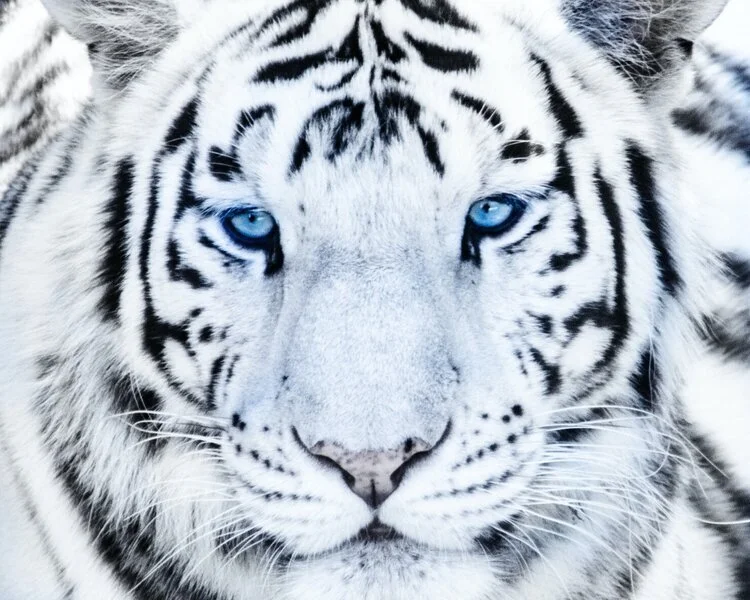 Wild Life