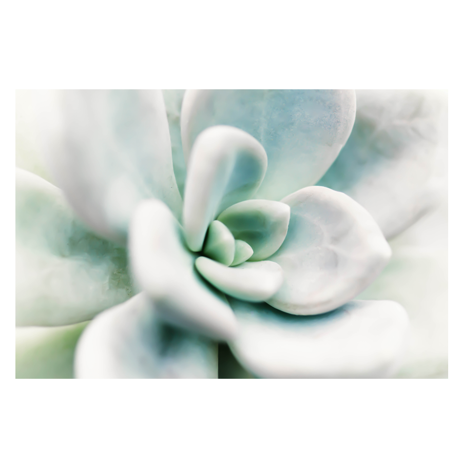 Wintergreen.png