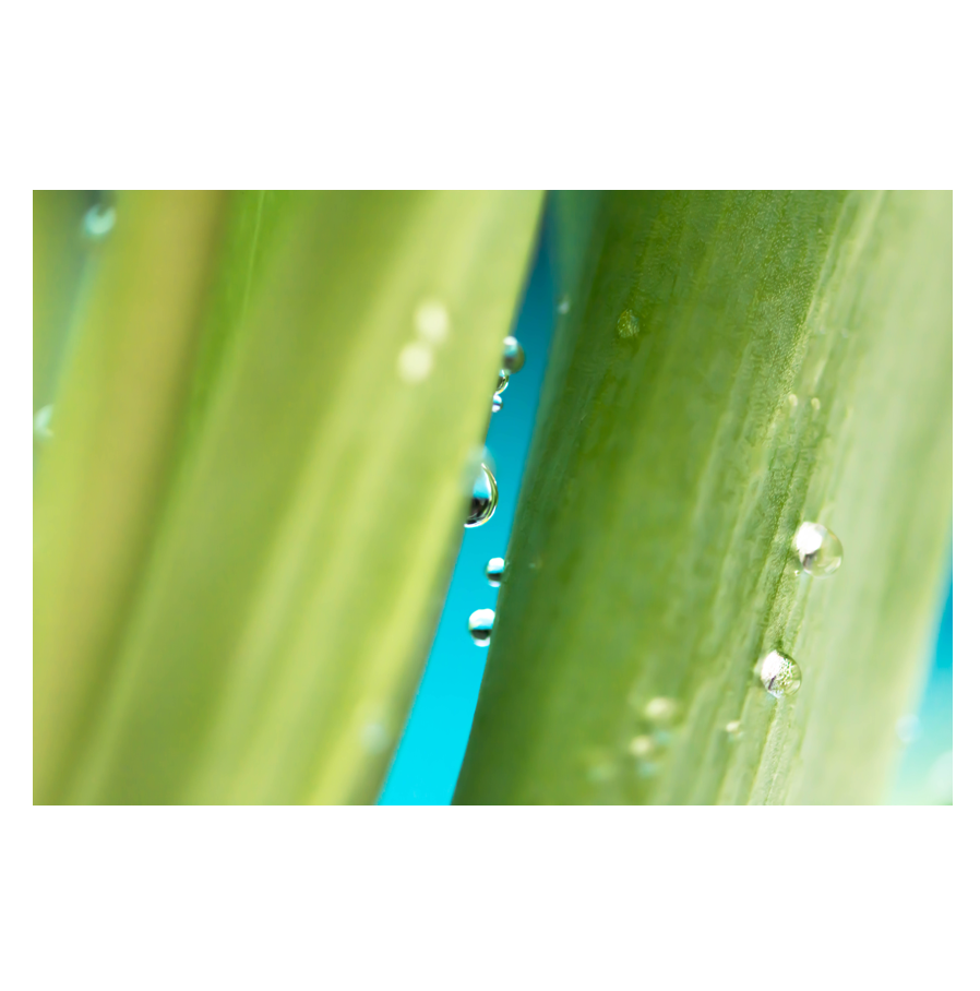 Up-Close-&-Personal.png