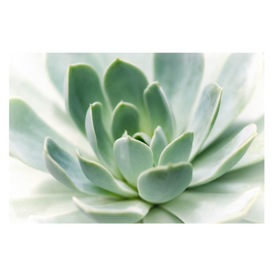 Zen_.png