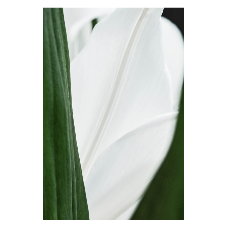 White-Grace.png