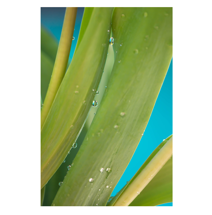 Dew-dropped.png