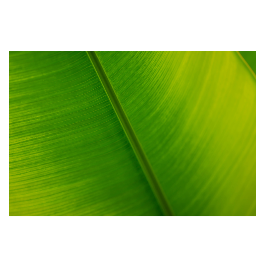 Bold_.png