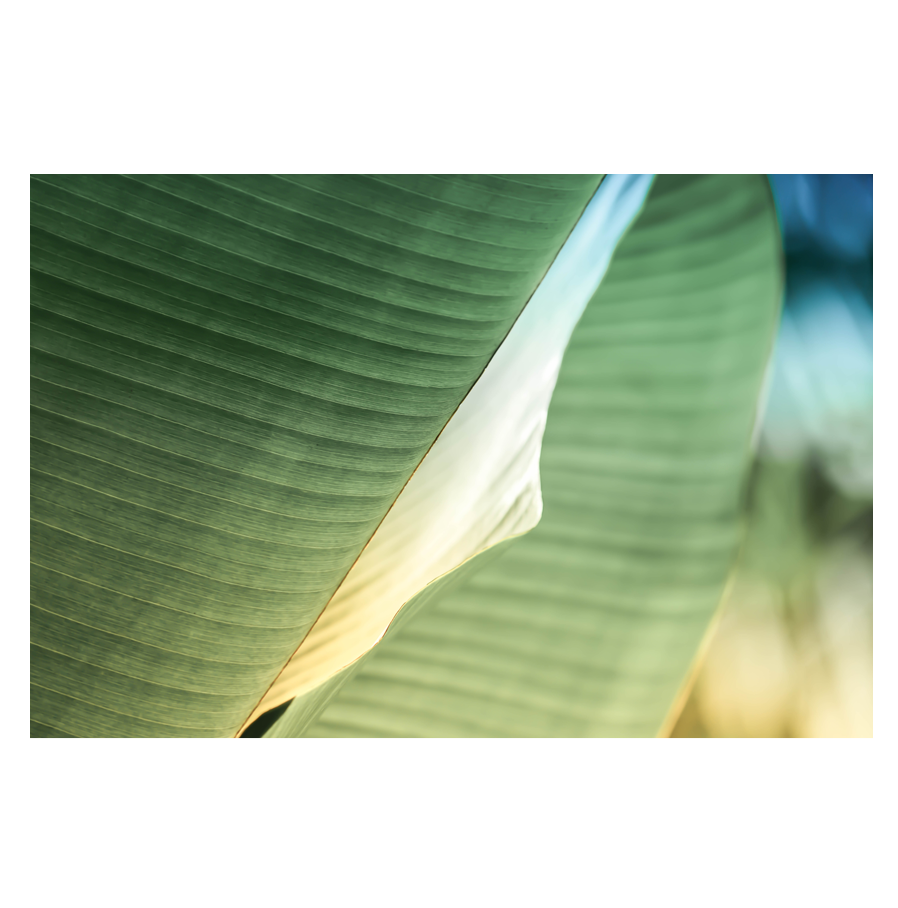 Green-Dream.png