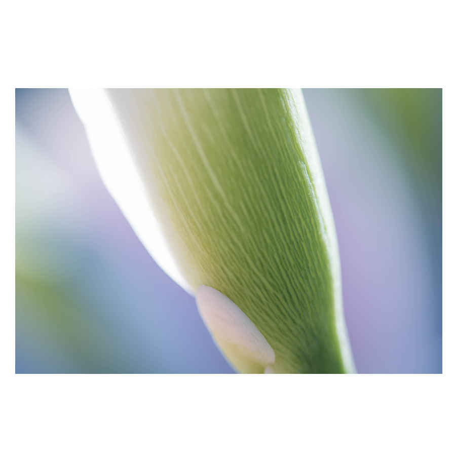 Lavender-Mist.png