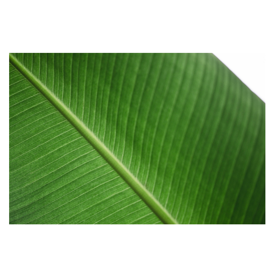 Gone-Green.png