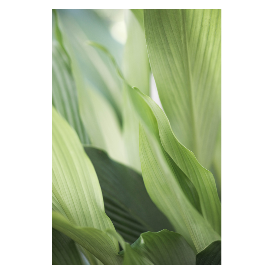 Green-Grace.png