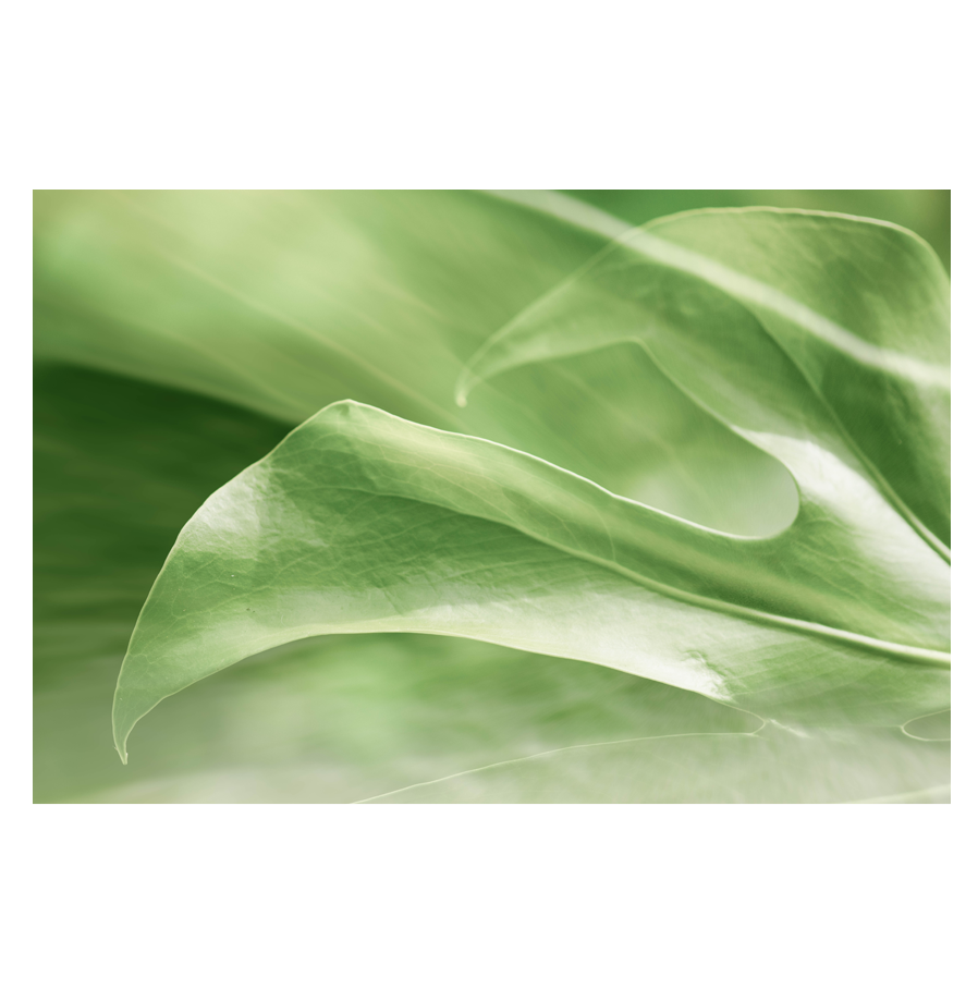 Leaves.png