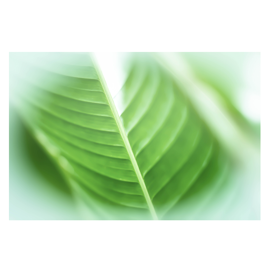 Verdant-Mystery.png