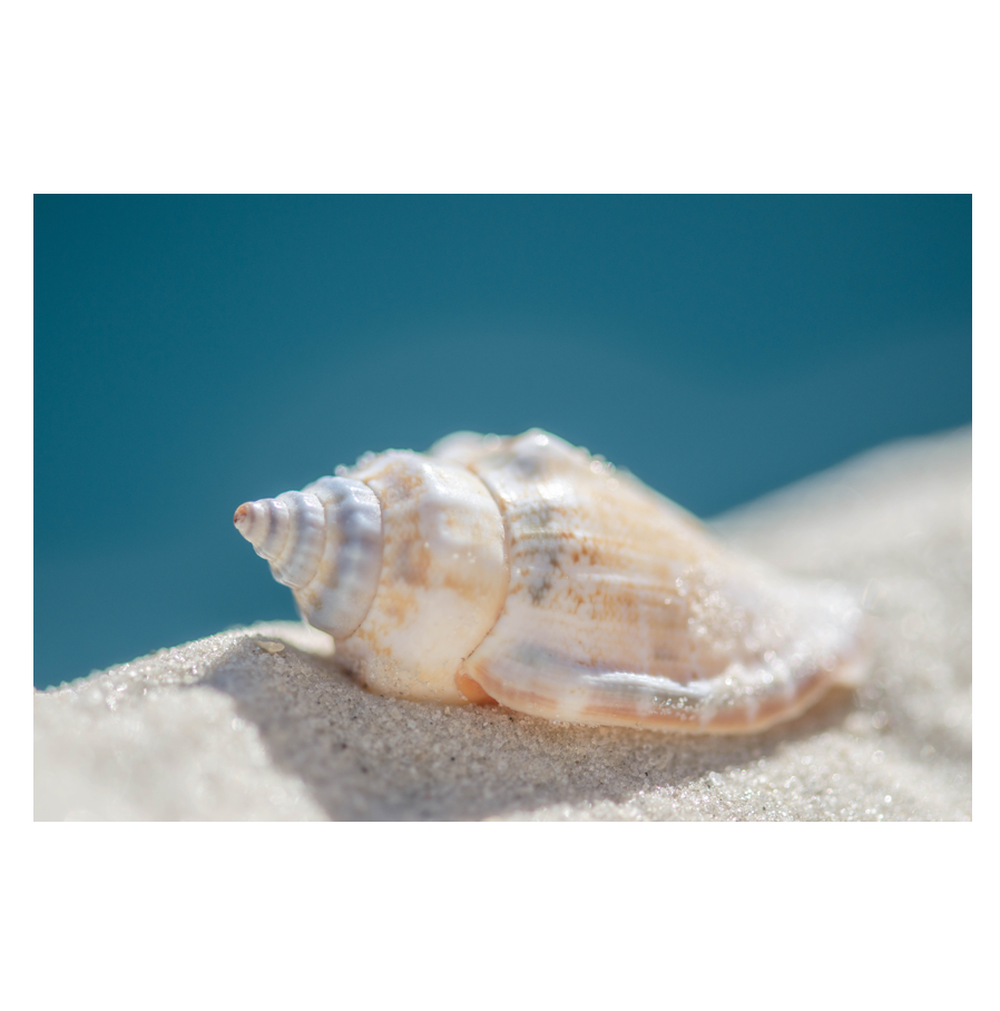 Blue-Dune_.png