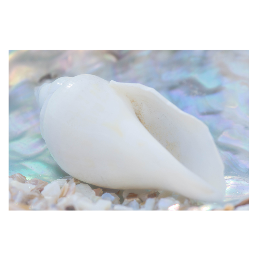 Pale-Beauty.png