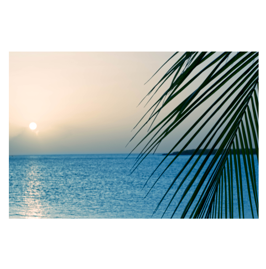 Palm_.png