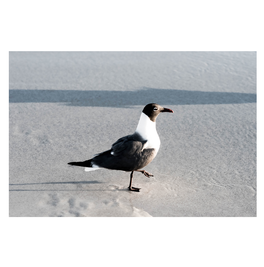 Beach-Walk.png
