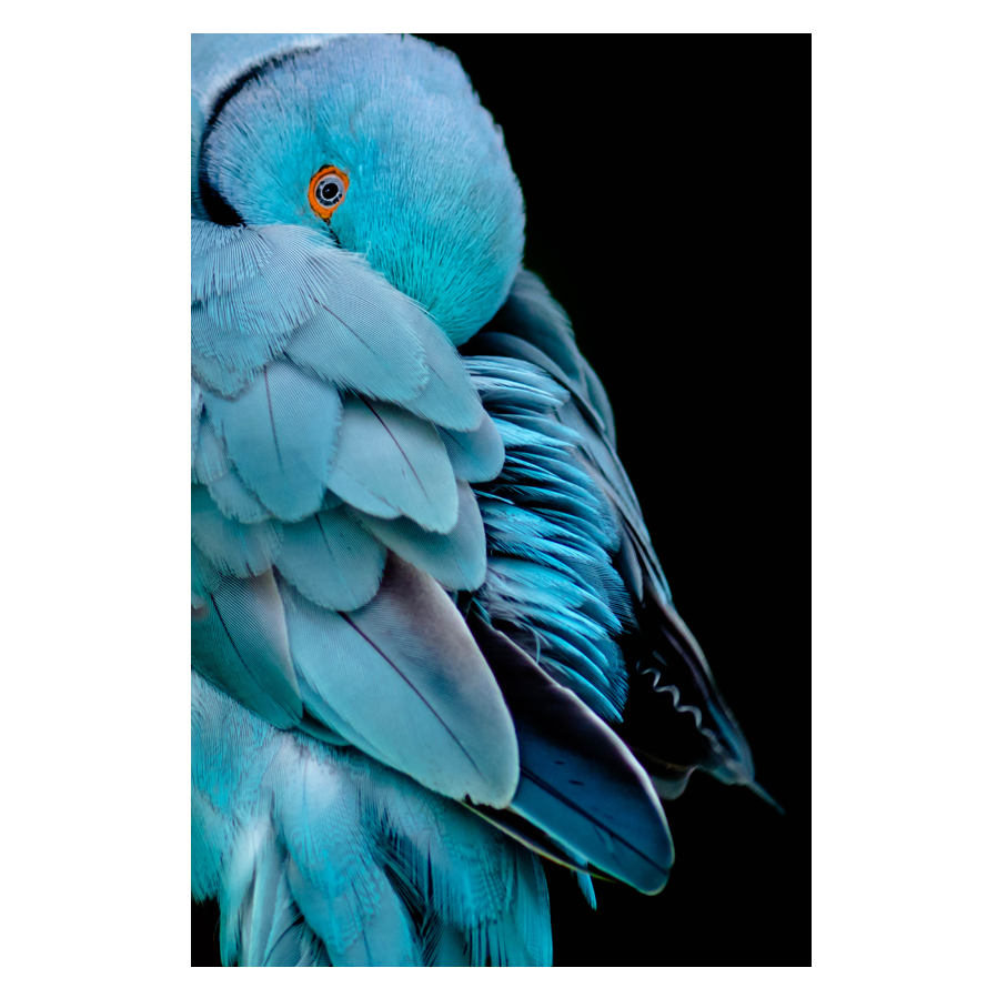 Blue-Wing_.png