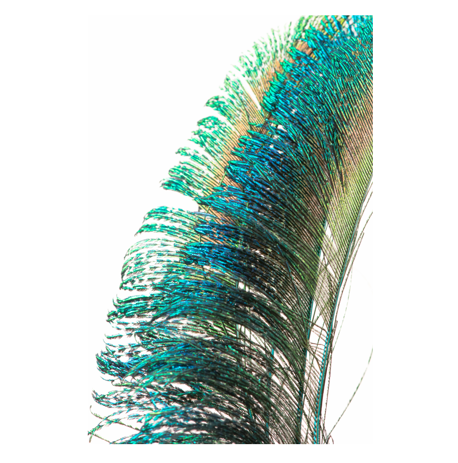Feather-Sail.png