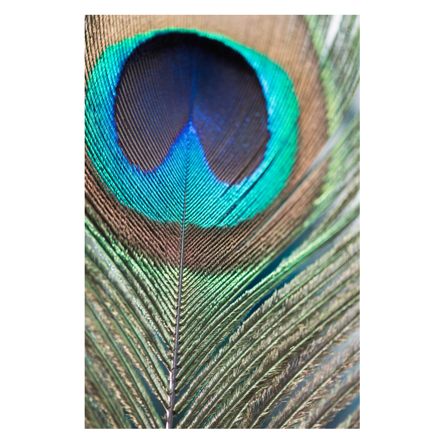 Feathery.png