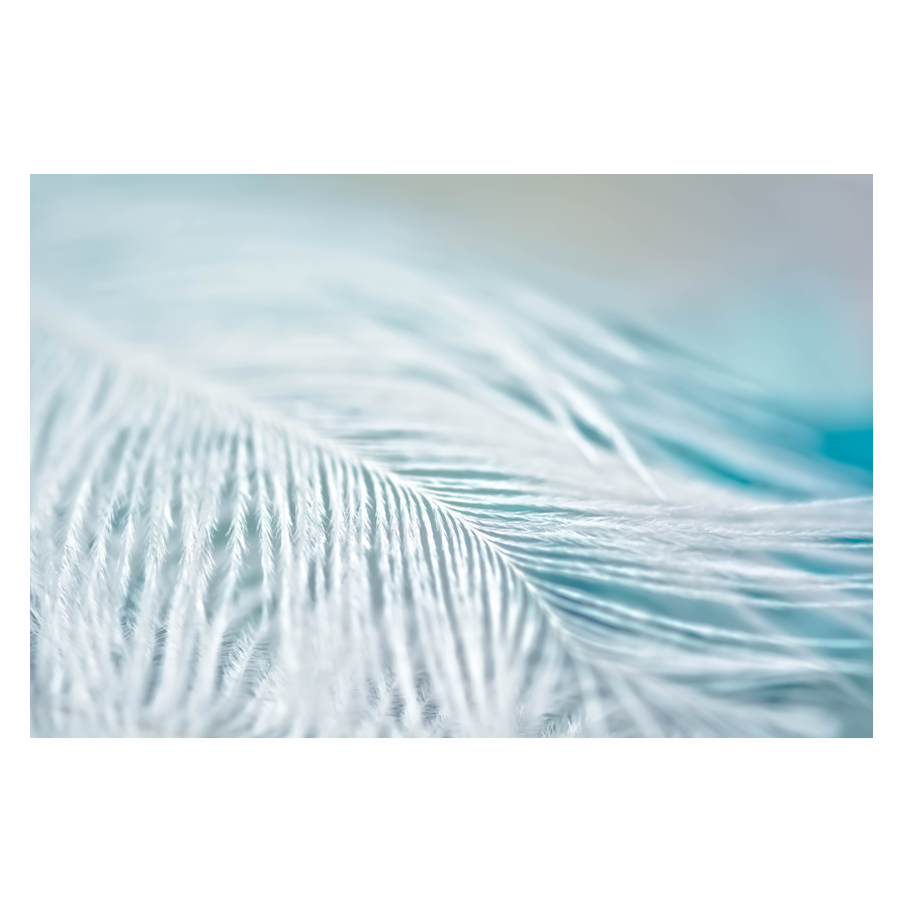 Frosted-Feather.png