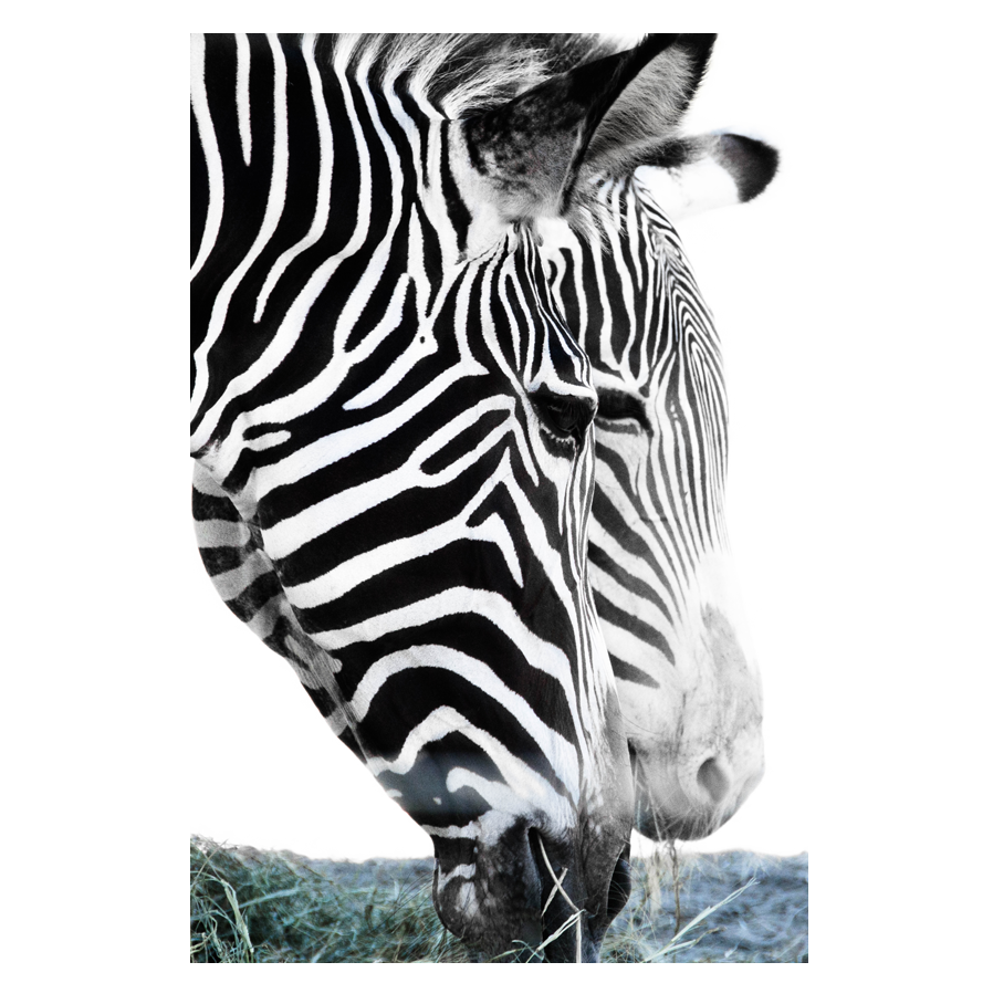 Grazing_.png
