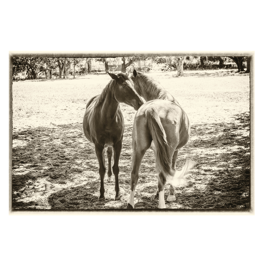 Horsin-Around.png