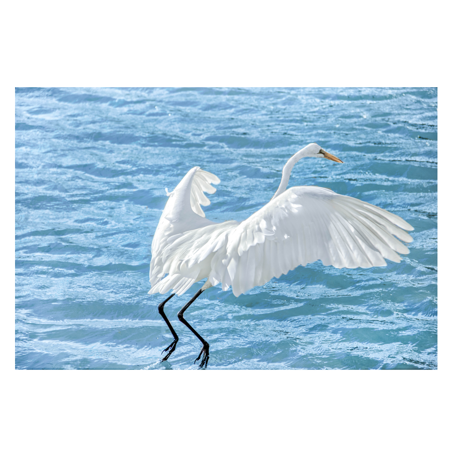 Taking-Flight.png