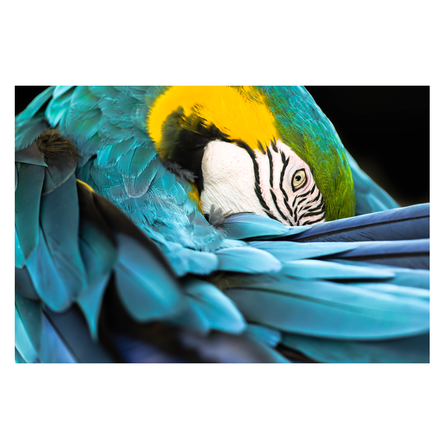 Tribal-Bird.png