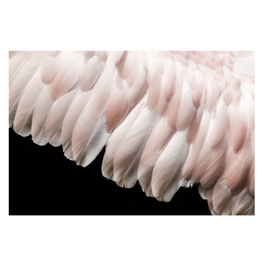Wingspan--_.png