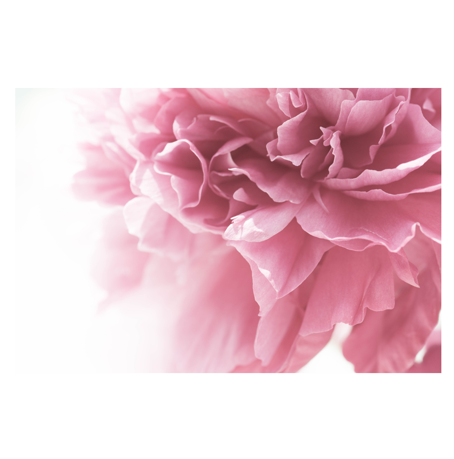 Elegance-_.png