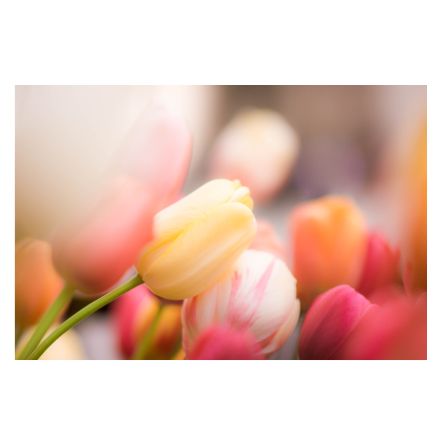Floral-Fiesta.png