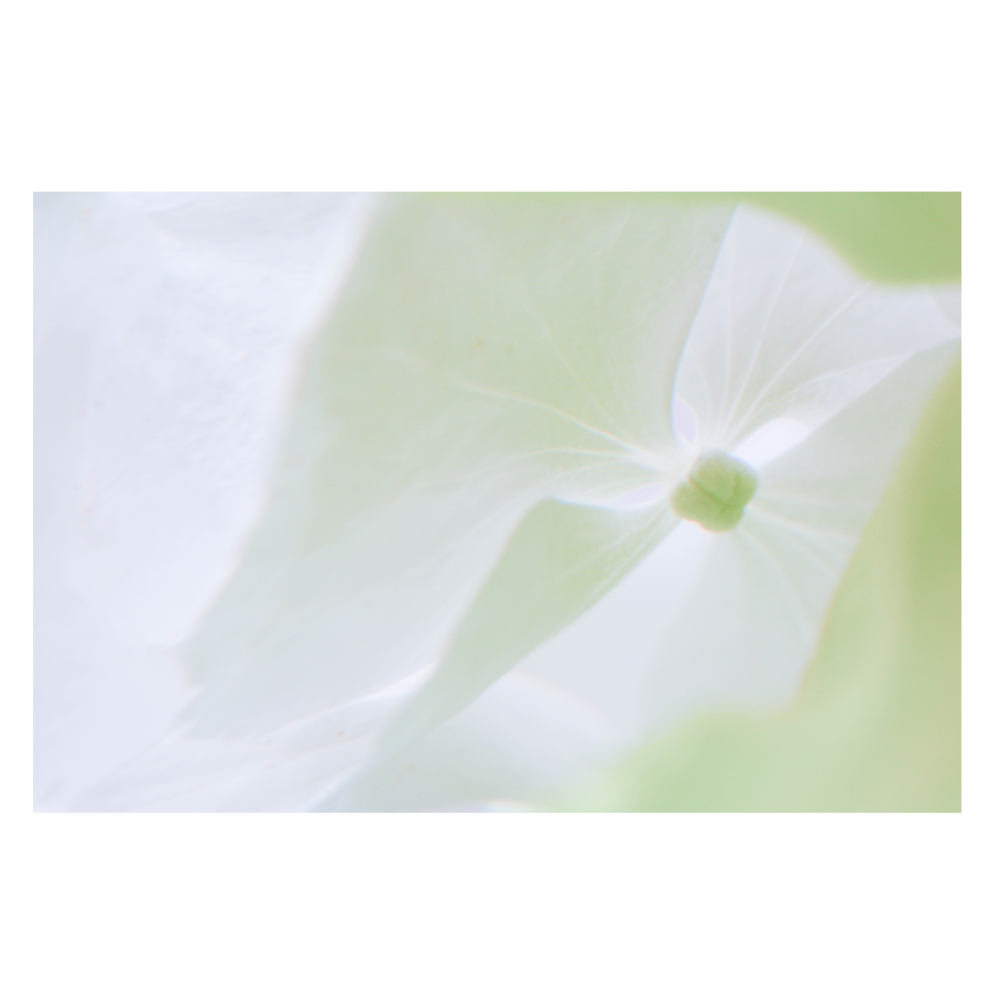 Green-Mist.png