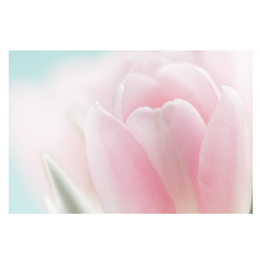 In-the-Pink_.png